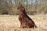 SETTER IRLANDAIS 397